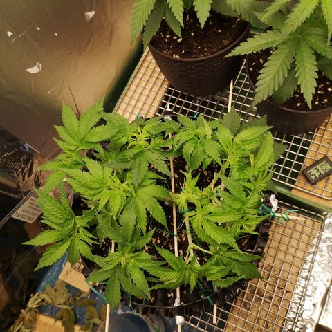 Super Skunk growlog timeline photo