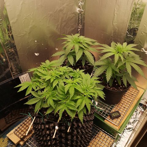 Super Skunk growlog photo: На выходе Ph 6.3
2700ppm