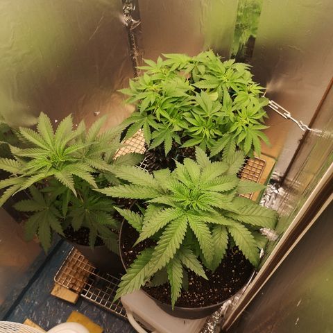 Super Skunk growlog timeline photo