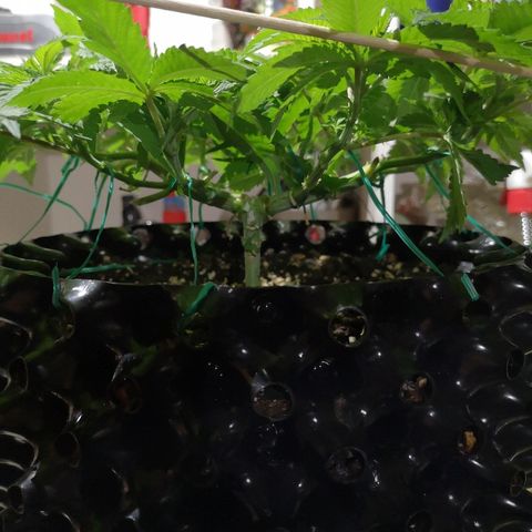Super Skunk growlog timeline photo