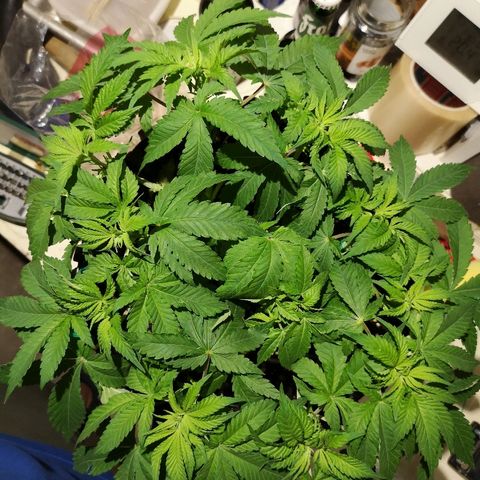 Super Skunk growlog timeline photo