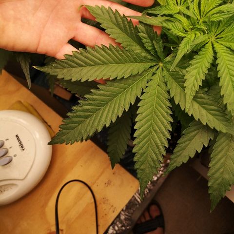 Super Skunk growlog timeline photo