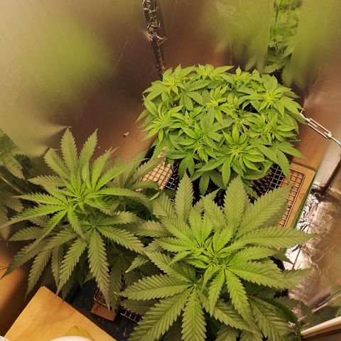 Super Skunk growlog timeline photo