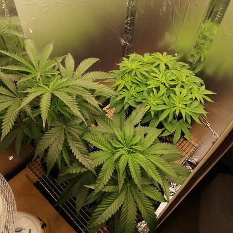 Super Skunk growlog timeline photo