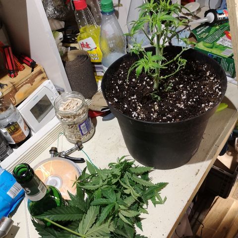 Super Skunk growlog timeline photo