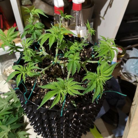 Super Skunk growlog timeline photo