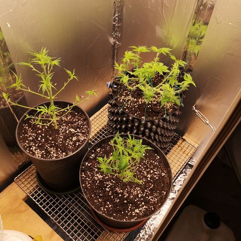 Super Skunk growlog timeline photo