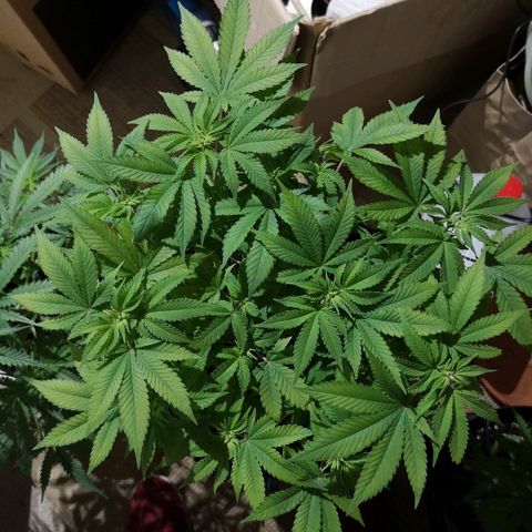 Super Skunk growlog timeline photo