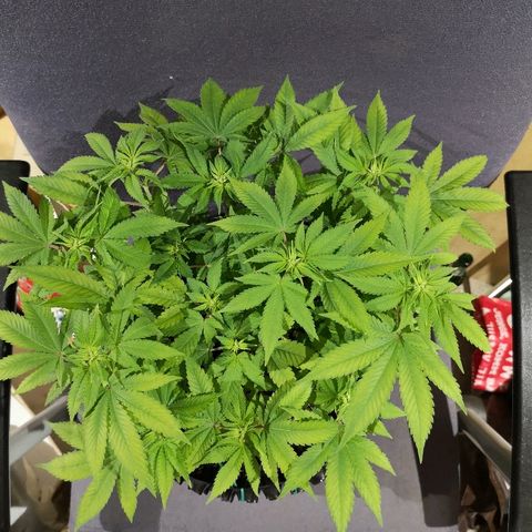Super Skunk growlog timeline photo