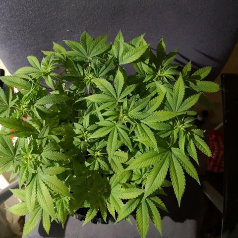Super Skunk growlog timeline photo