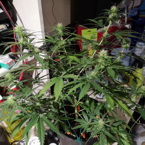 Super Skunk growlog timeline photo