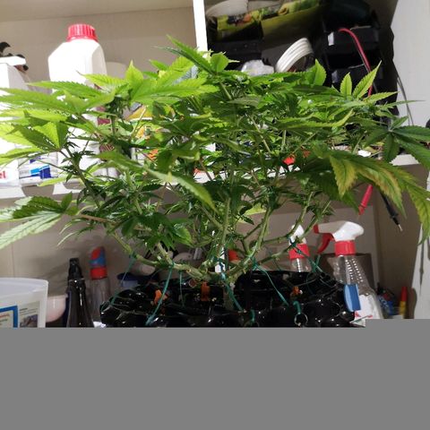 Super Skunk growlog timeline photo