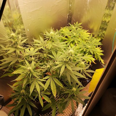 Super Skunk growlog timeline photo
