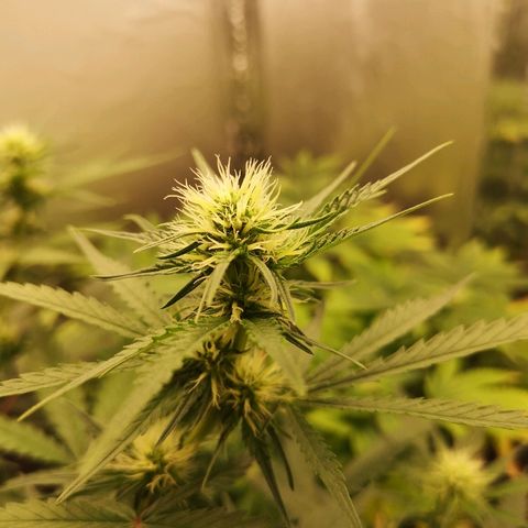 Super Skunk growlog timeline photo