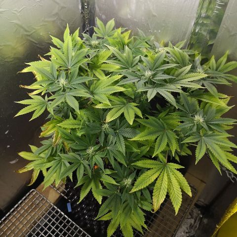 Super Skunk growlog timeline photo
