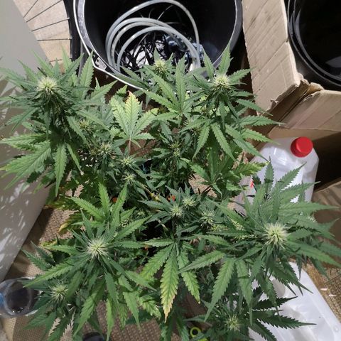 Super Skunk growlog timeline photo