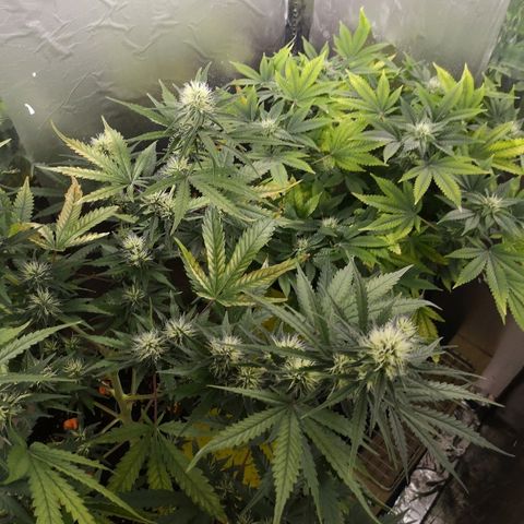 Super Skunk growlog timeline photo