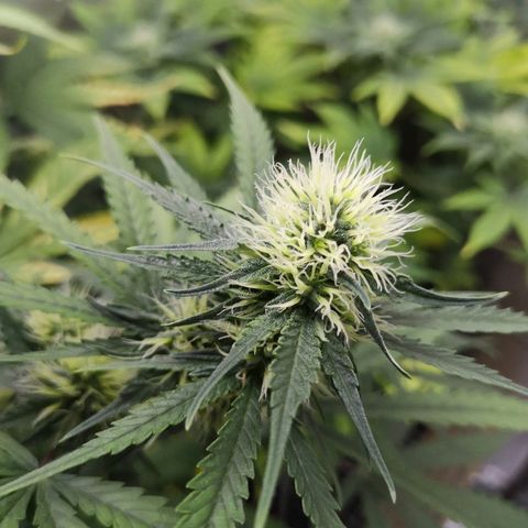Super Skunk growlog timeline photo