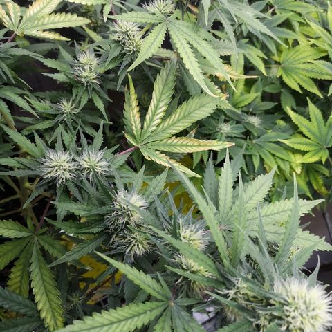 Super Skunk growlog timeline photo