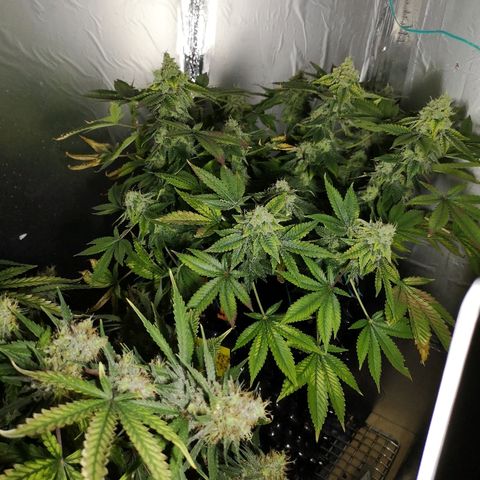 Super Skunk growlog timeline photo