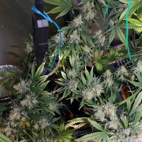Super Skunk growlog timeline photo