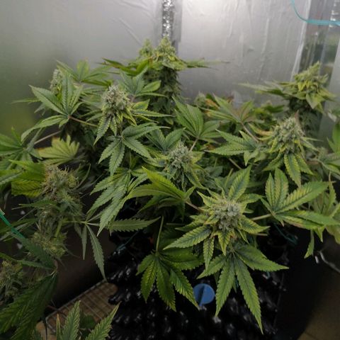 Super Skunk growlog timeline photo
