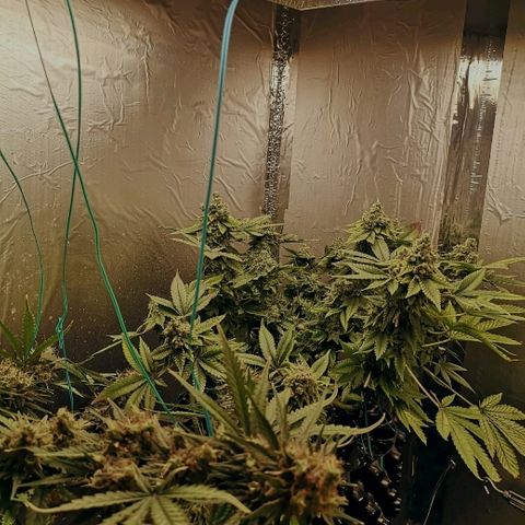 Super Skunk growlog timeline photo