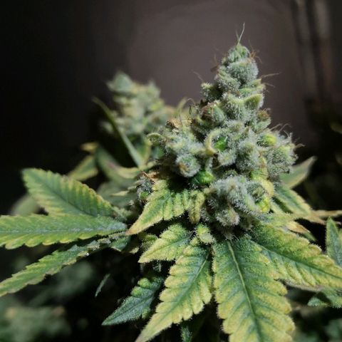 Super Skunk growlog timeline photo