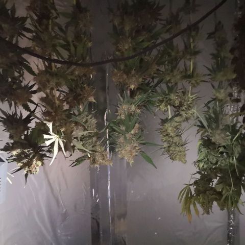 Super Skunk growlog timeline photo