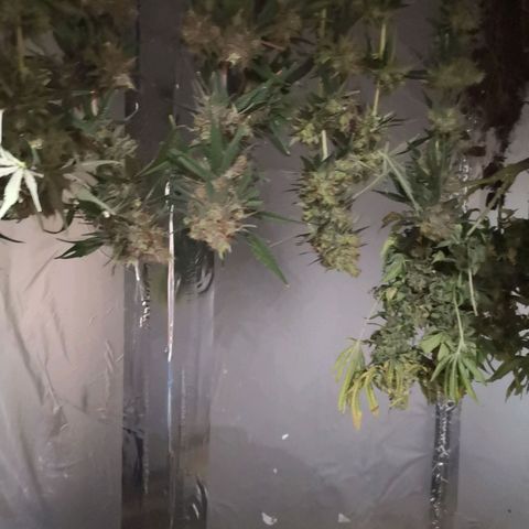 Super Skunk growlog timeline photo