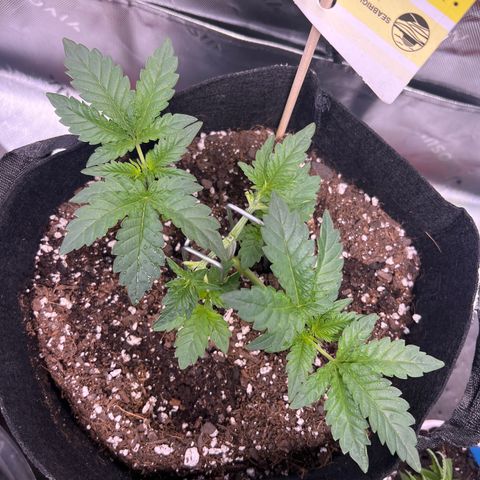 Space Apples growlog timeline photo