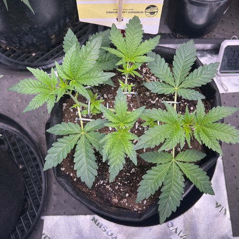 Space Apples growlog timeline photo