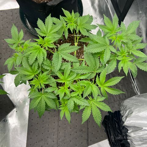 Space Apples growlog timeline photo