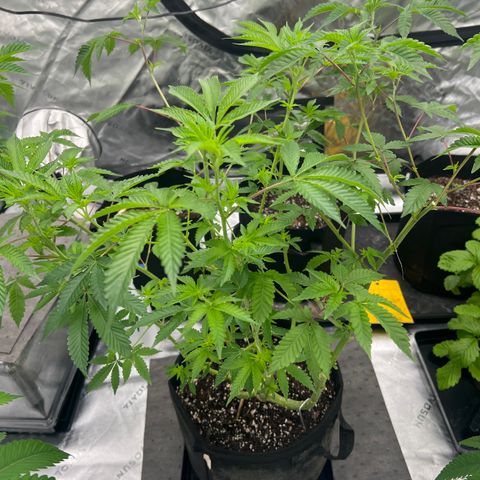 Space Apples growlog timeline photo