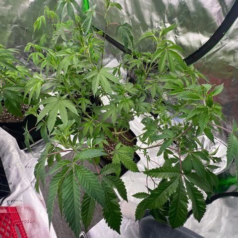 Space Apples growlog timeline photo