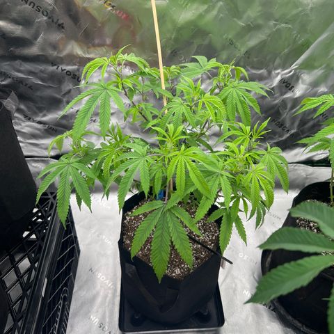 Purple P growlog timeline photo