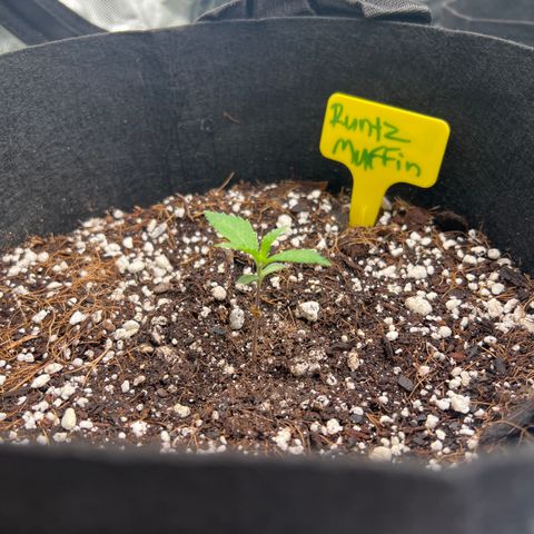 Runtz Muffin growlog timeline photo