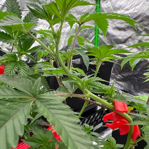 Space Apples growlog timeline photo