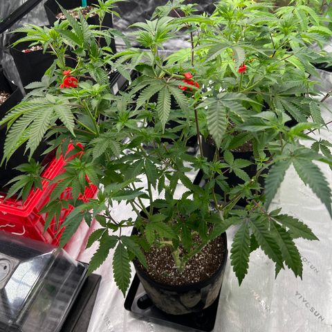Space Apples growlog timeline photo