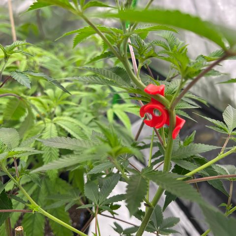 Space Apples growlog timeline photo