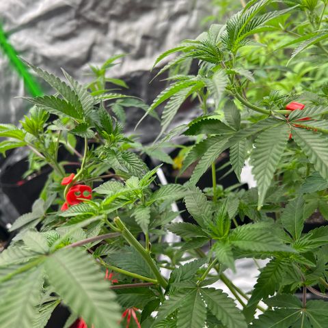 Space Apples growlog timeline photo