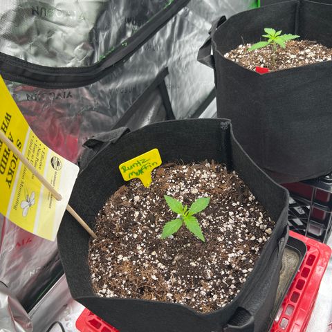 Runtz Muffin growlog timeline photo