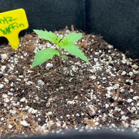 Runtz Muffin growlog timeline photo