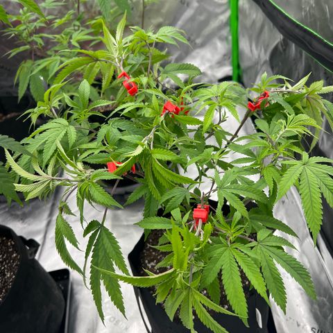 Purple P growlog timeline photo