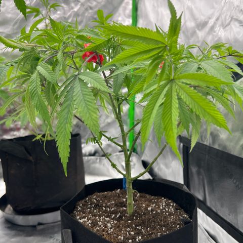 Purple P growlog timeline photo