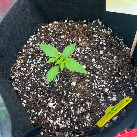 Runtz Muffin growlog timeline photo