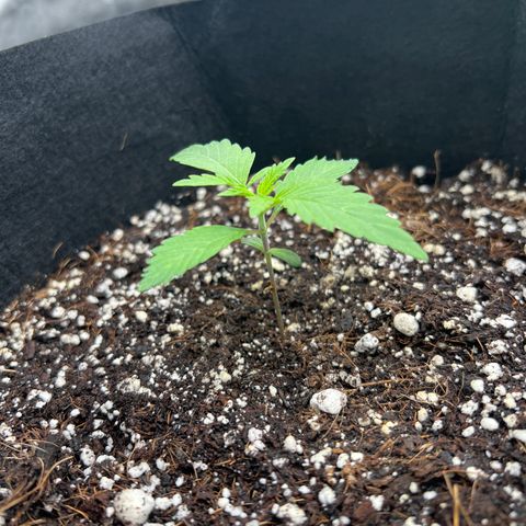 Runtz Muffin growlog timeline photo