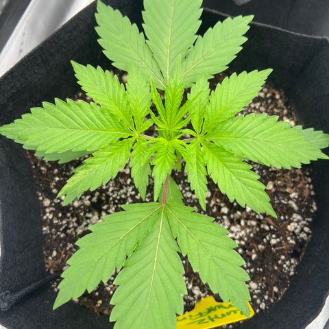 Runtz Muffin growlog timeline photo