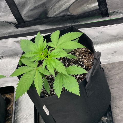 Runtz Muffin growlog timeline photo