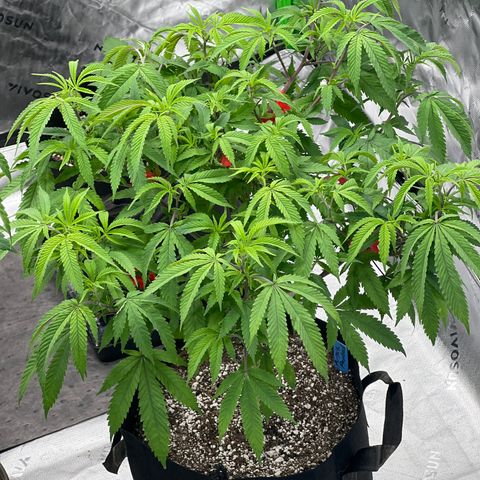 Purple P growlog timeline photo